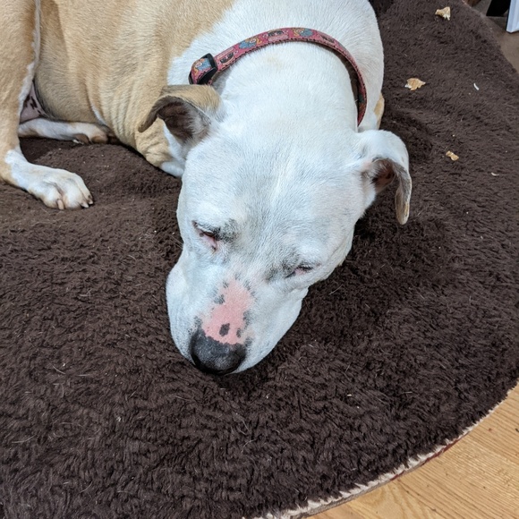 Meet your Posher, Brina - Picture 2 of 16